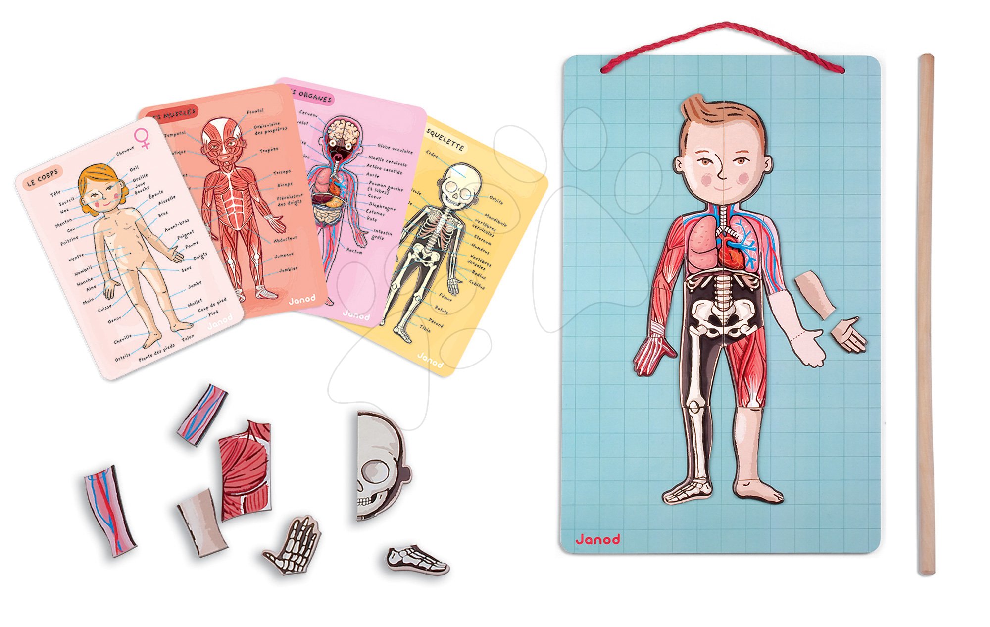 Magnetky pre deti - Magnetická anatómia Bodymagnet Janod od 7 rokov
