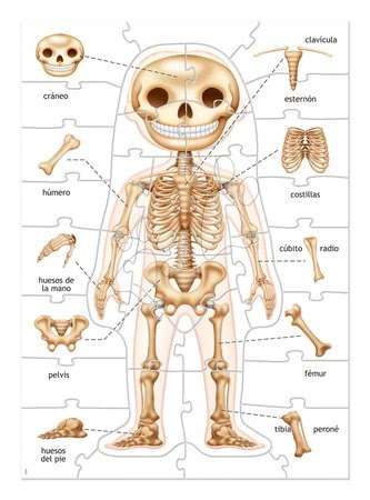 Giochi da tavolo in lingua straniera - Giochi didattici Impariamo Il nostro corpo Educa - 1