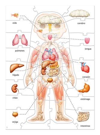 Giochi da tavolo in lingua straniera - Giochi didattici Impariamo Il nostro corpo Educa - 2