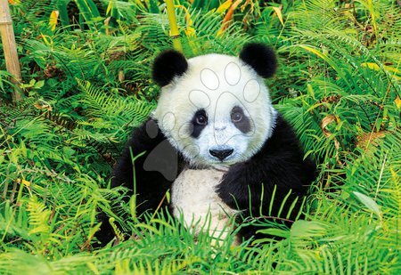 Puzzle 500 dílků - Puzzle Genuine Panda Educa - 1