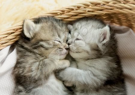 Puzzle - Puzzle Sweet Kittens Educa_1