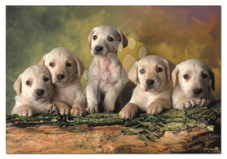 Puzzle 500 elementów - Puzzle Genuine Szczenięta labradora Educa - 1