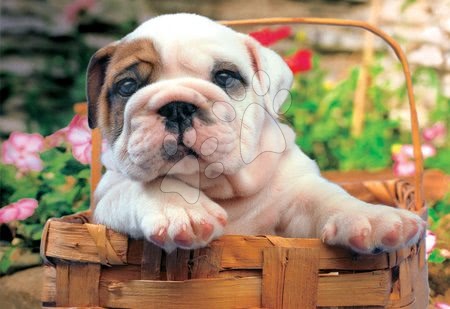 Puzzle - Puzzle Bulldog Educa