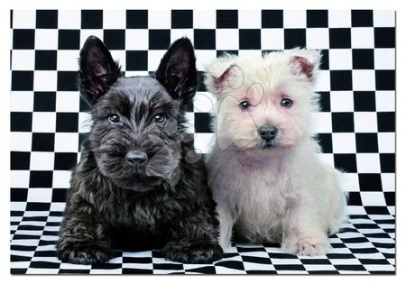 500 darabos puzzle - Puzzle Fekete és fehér terrier Educa - 1