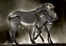Puzzle 500-teilig - Puzzle Genuine Zebras Educa 500 Teile ab 11 Jahren_0