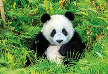 500 delne puzzle - Puzzle Genuine Panda Educa 500 delov od 11 leta_0