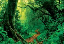1000 delne puzzle - Puzzle Genuine Enchanted Forest Educa 1000 delov od 11 leta_0