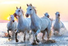 Puzzle 1000 dílků - Puzzle Genuine White Horses at Sunset slunce Educa 1000 dílů od 11 let_0