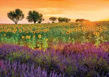 Puzzle cu 1500 de bucăți - Puzzle Field of Sunflowers and Lavender Educa 1500 piese cu lipici Fix de la 11 ani_0