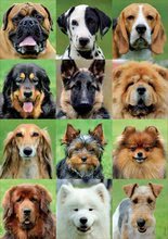 500 delne puzzle - Puzzle Dogs Collage Educa 500 delov in Fix lepilo od 11 leta_0