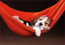 Puzzle 500-teilig - Puzzle Sleeping in the hammock Educa 500 Teile und Fixkleber ab 11 Jahren_0