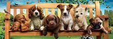 Panorama puzzle - Puzzle panoráma Puppies on a bench Educa 1000 dielov a lepidlo Fix puzzle od 11 rokov_0