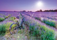Puzzle 1000 dielne - Puzzle Bike in a Lavender Field Educa 1000 dielov a Fix lepidlo_1