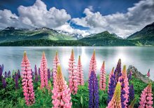 Puzzle 1500 dielne - Puzzle Lupins On The Shores of Lake Sils Switzerland Educa 1500 dielov a Fix lepidlo_1