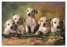 500 darabos puzzle - Puzzle Genuine Labrador kutyakölykök Educa 500 db 11 évtől_0