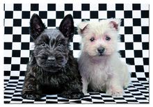 Puzzle 500-dijelne - EDUCA 15508 Puzzle Genuine Terriers Blanco y Negro 500 ks, 48*34 cm + Fix Puzzle lepidlo _0