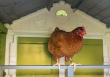Kurnik za kokoške - Kurnik za 5 kokoši Cluck Cluck Cottage Green Smoby 4 vrata s stopničkami in krmilnico in gnezdo z imitacijo jajca 128 cm višina_10