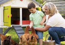 Tyúkólak - Tyúkól 5 tyúknak Cluck Cluck Cottage Green Smoby 4 ajtós feljáróval etetővel és fészek műtojással 128 cm magas_12