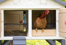 Kurin pre sliepky -  NA PREKLAD - Cabaña Cluck Cluck para 5 gallinas Beige Smoby 4 puertas con escaleras y un comedero y un nido con un huevo falso de 128 cm de altura._36