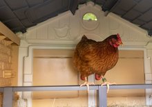Kurin pre sliepky - Kurín pre 5 sliepok Cluck Cluck Cottage Beige Smoby 4 dvere so schodmi a kŕmidlom a hniezdo s falošným vajíčkom 128 cm výška_37