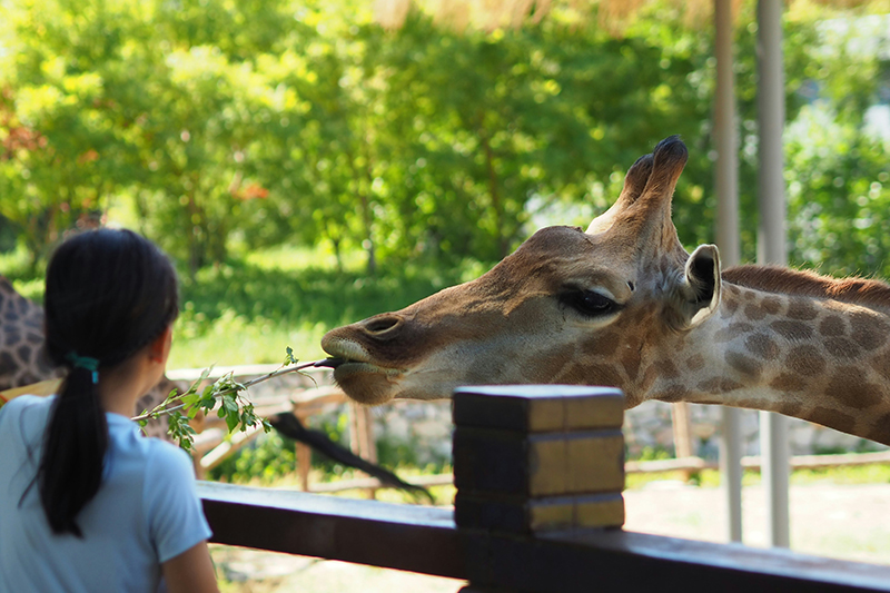 Zoo a žirafa