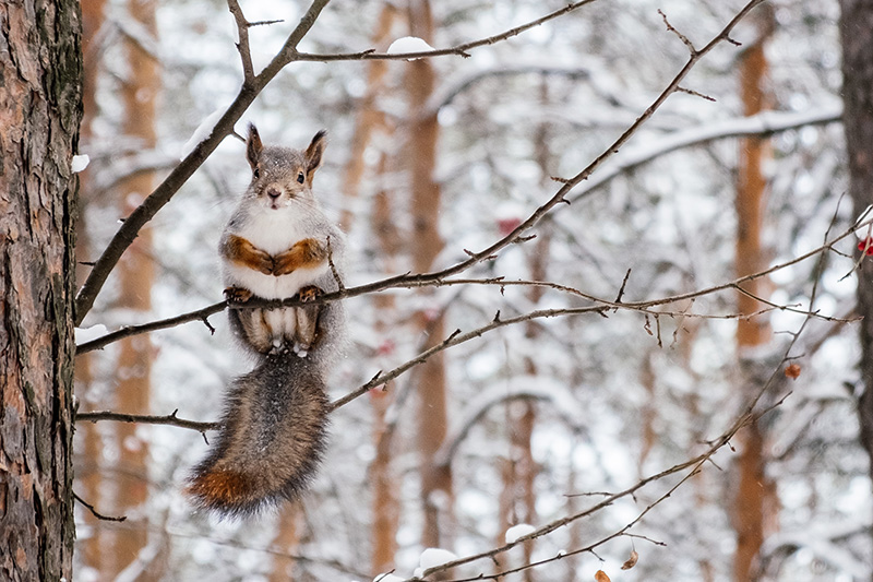 Veverička a kŕmidlá
